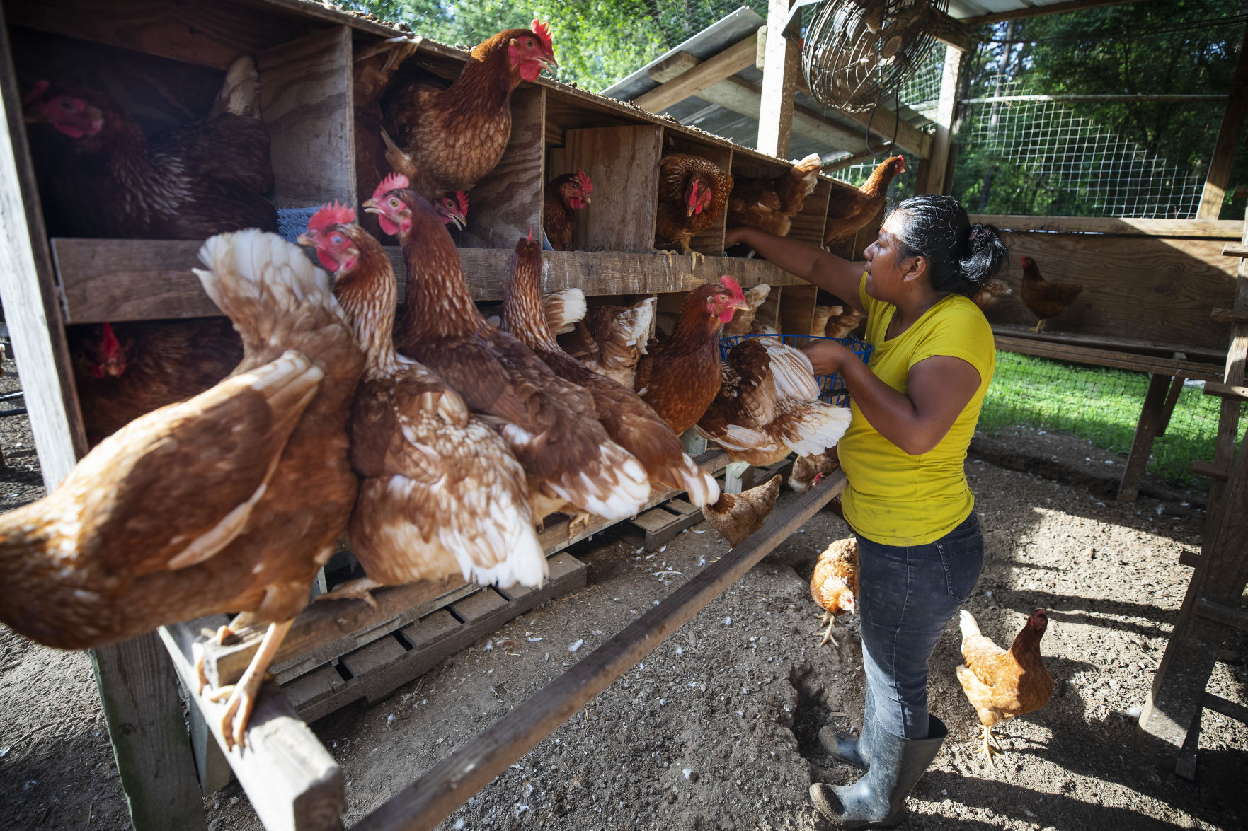 Collecting eggs